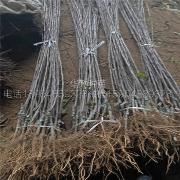 矮化維納斯黃金蘋果苗，批發(fā)價(jià)格，金黃色的蘋果品種，誠信經(jīng)營