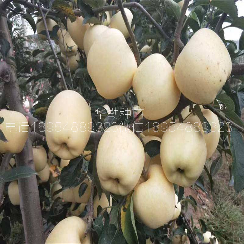 泰安維納斯黃金蘋(píng)果苗，育苗基地，當(dāng)年掛果的維納斯蘋(píng)果，種植技術(shù)