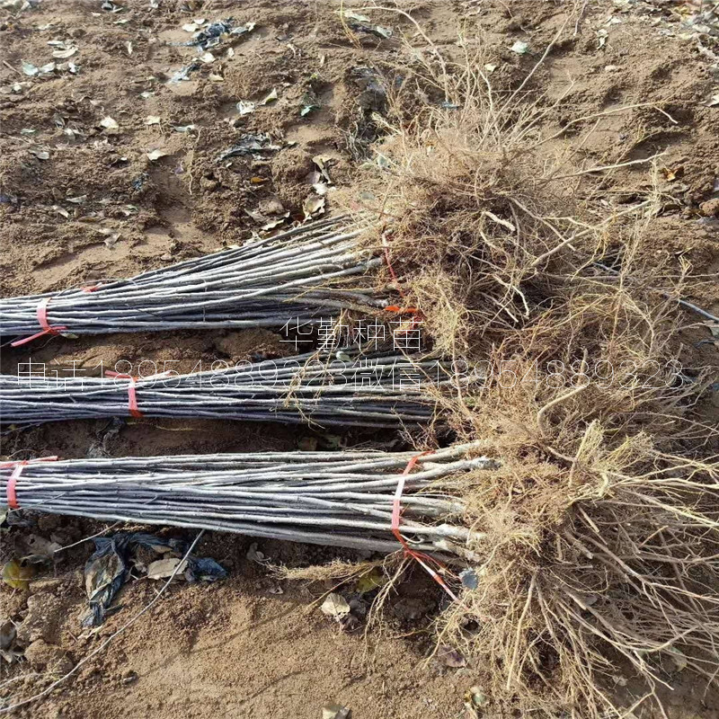 維納斯黃金蘋果樹苗，繁育基地，黃皮黃肉蘋果品種，圖片介紹