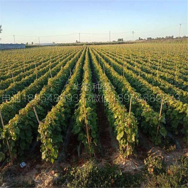 1年的藍(lán)寶石葡萄苗2019年批發(fā)價(jià)格  藍(lán)寶石葡萄品種介紹