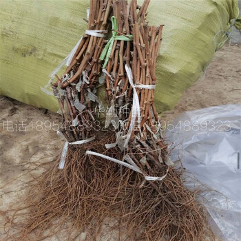 甜蜜藍(lán)寶石嫁接苗圖片介紹甜蜜藍(lán)寶石葡萄種植技術(shù)