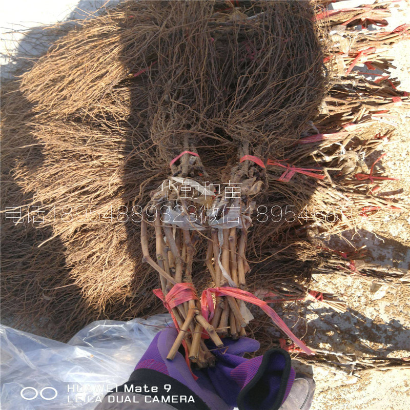 蓝宝石葡萄苗育苗场联系电话  北集坡蓝宝石葡萄苗基地