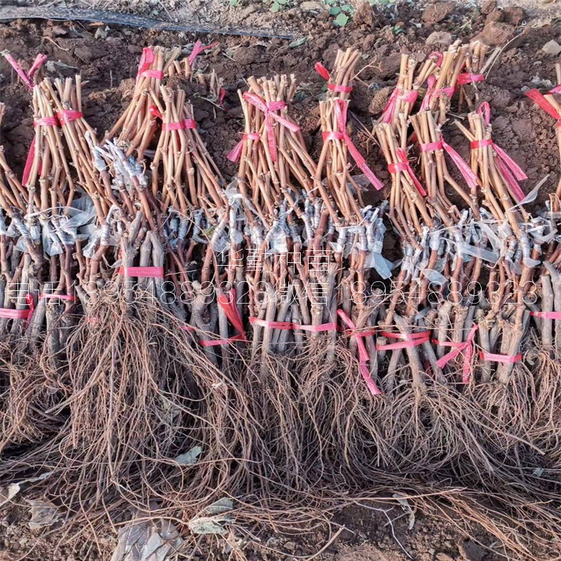 蓝宝石葡萄苗育苗场联系电话  北集坡蓝宝石葡萄苗基地