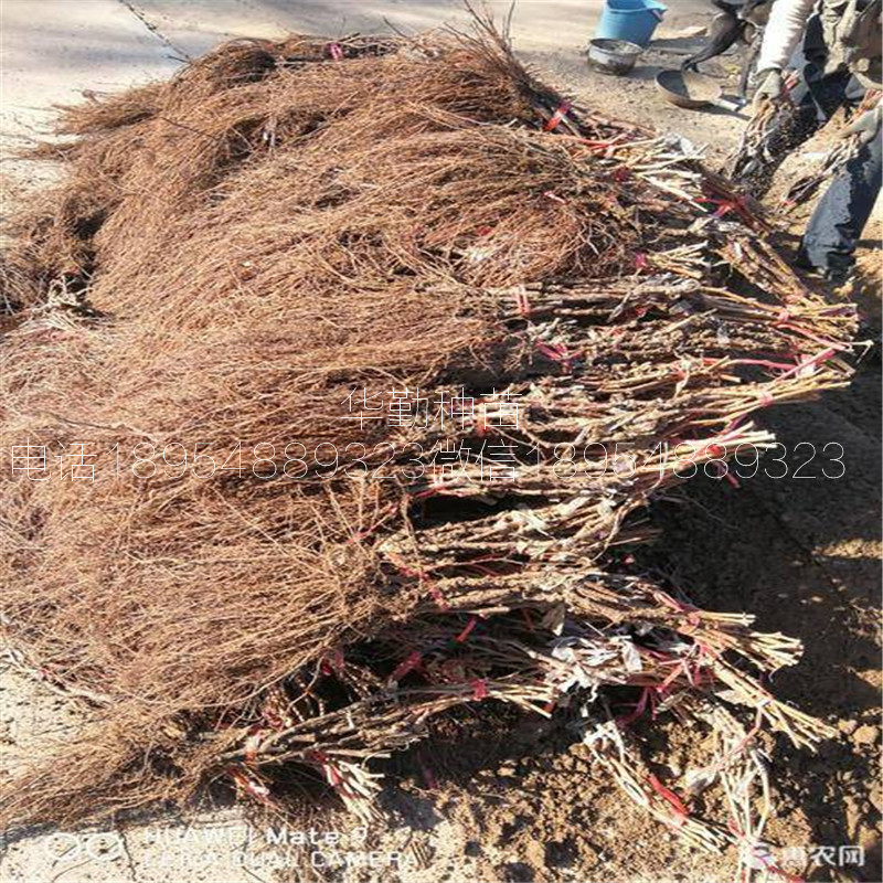 2年的蓝宝石葡萄苗2019年真实报价  甜蜜蓝宝石葡萄种植技术