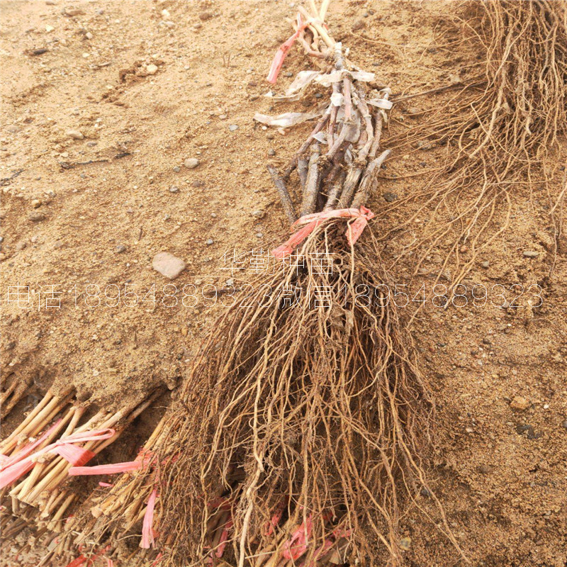 新品种葡萄苗大型繁育基地  甜蜜蓝宝石葡萄一亩地种植多少棵