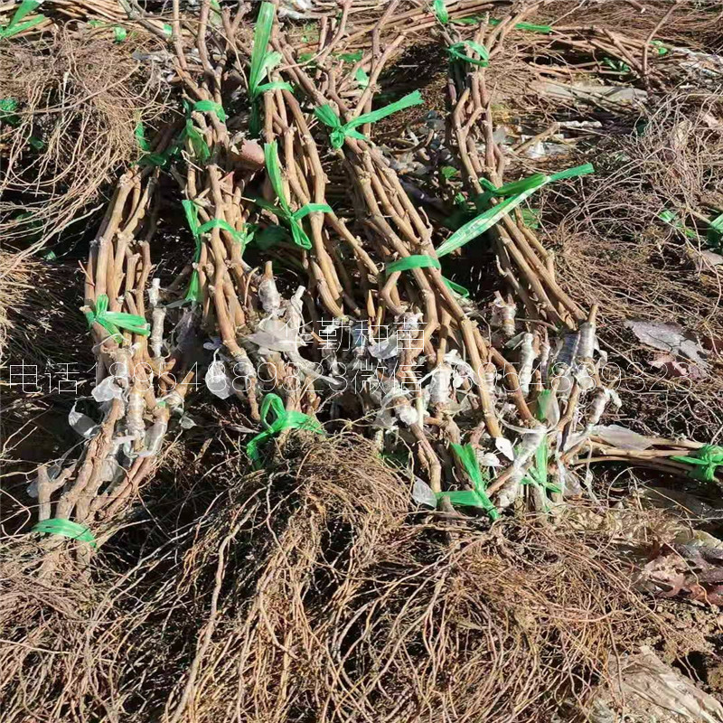 嫁接蓝宝石葡萄苗基地批发  东方蓝宝石葡萄苗苗木粗壮