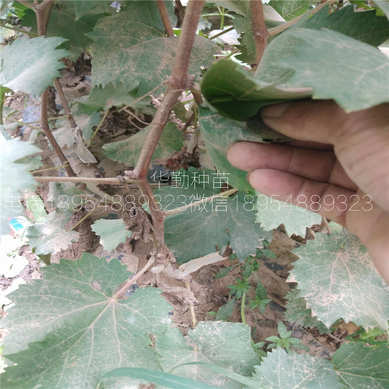 1年的藍(lán)寶石葡萄苗2019年批發(fā)價(jià)格  藍(lán)寶石葡萄品種介紹