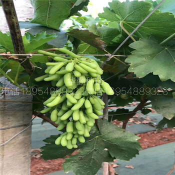 甜蜜藍寶石嫁接苗基地批發(fā)藍寶石葡萄品種介紹