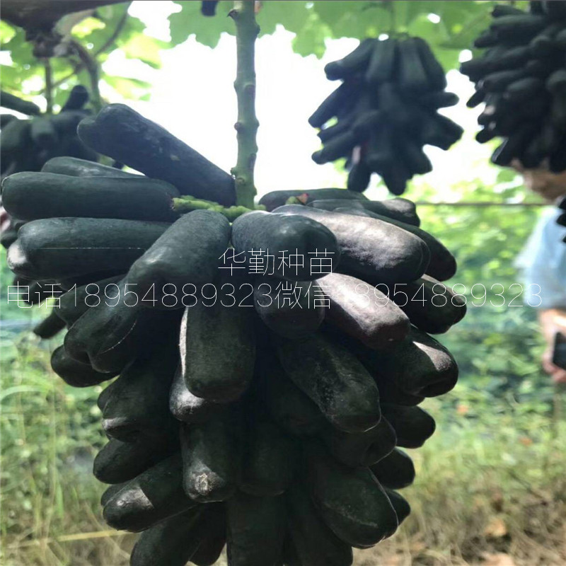 自然无核葡萄品种多少钱一根  蓝宝石葡萄品种介绍