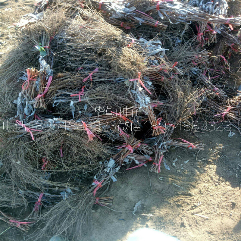 夏黑根系藍(lán)寶石葡萄苗育苗產(chǎn)地發(fā)貨  當(dāng)年掛果的藍(lán)寶石葡萄樹(shù)苗