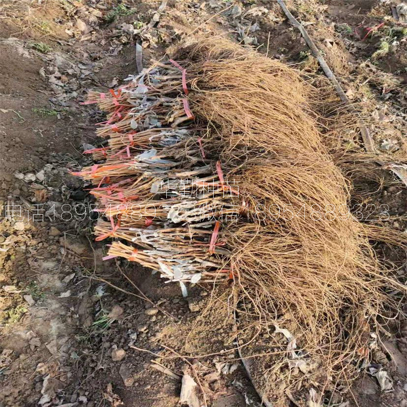 蓝宝石葡萄苗育苗场联系电话  北集坡蓝宝石葡萄苗基地