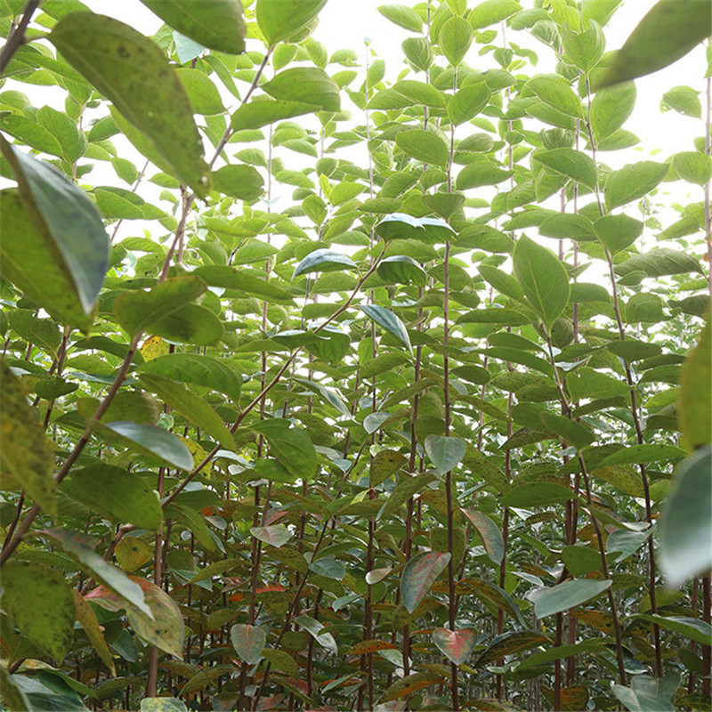 大秋甜柿适合山区种植多少钱一株  山东大秋甜柿大型育苗基地