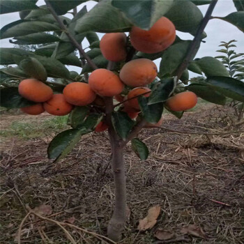 大秋当年挂果的品种栽培介绍批发大秋柿子苗产地