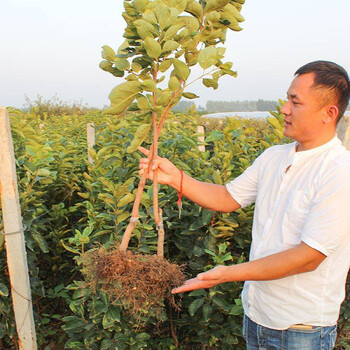大秋甜柿子價格種植技術(shù)大秋甜柿育苗種植主產(chǎn)區(qū)