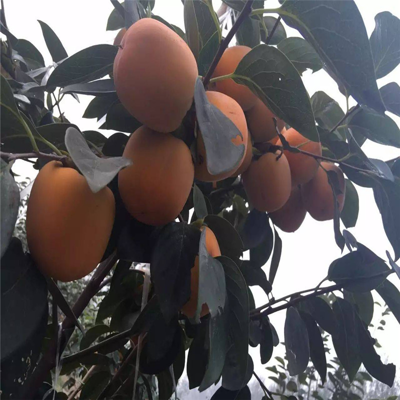 泰安大秋甜柿子苗品种纯度  大秋育苗基负责人联系方式