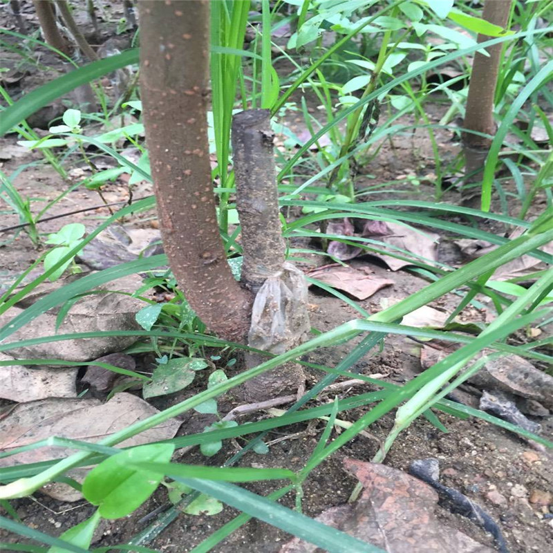 太秋甜柿适合山区种植什么时候种植  太秋甜柿种植季节