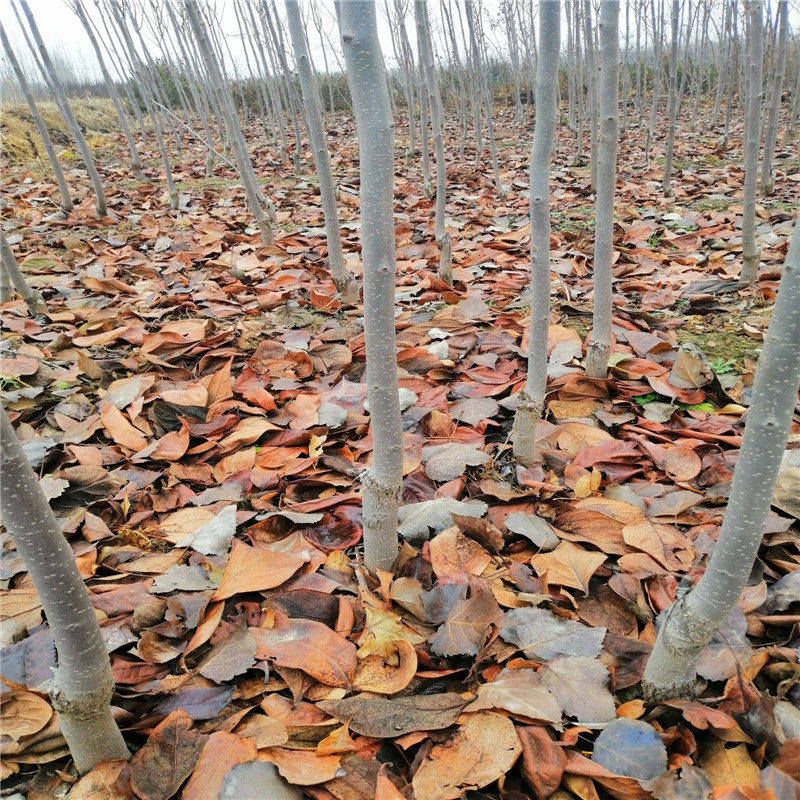 泰安太秋甜柿子苗嫁接成品苗  太秋甜柿种植季节