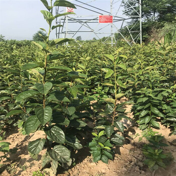 口感好的太秋甜柿子苗多少錢一棵根系發(fā)達(dá)的太秋甜柿子苗