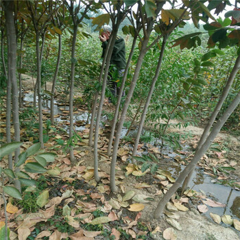 水果柿子太秋樹苗苗木粗壯太秋甜柿一畝地種植多少棵