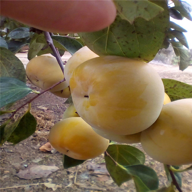 大秋甜柿子价格多少钱一株  大量供应品种大秋柿子树苗