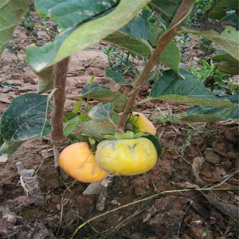 大秋甜柿子价格多少钱一株  根系发达的大秋甜柿子苗