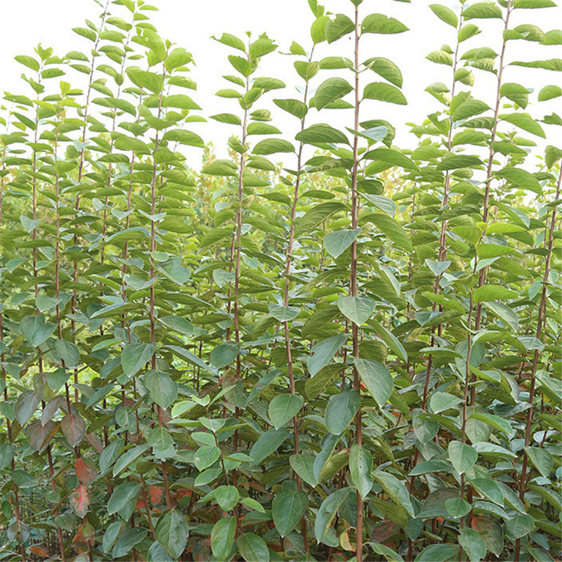 泰安太秋甜柿子苗嫁接成品苗  太秋甜柿种植季节