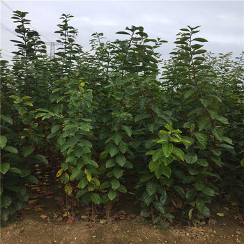 太秋當年掛果的品種產品介紹繁育基地太秋甜柿子苗價格