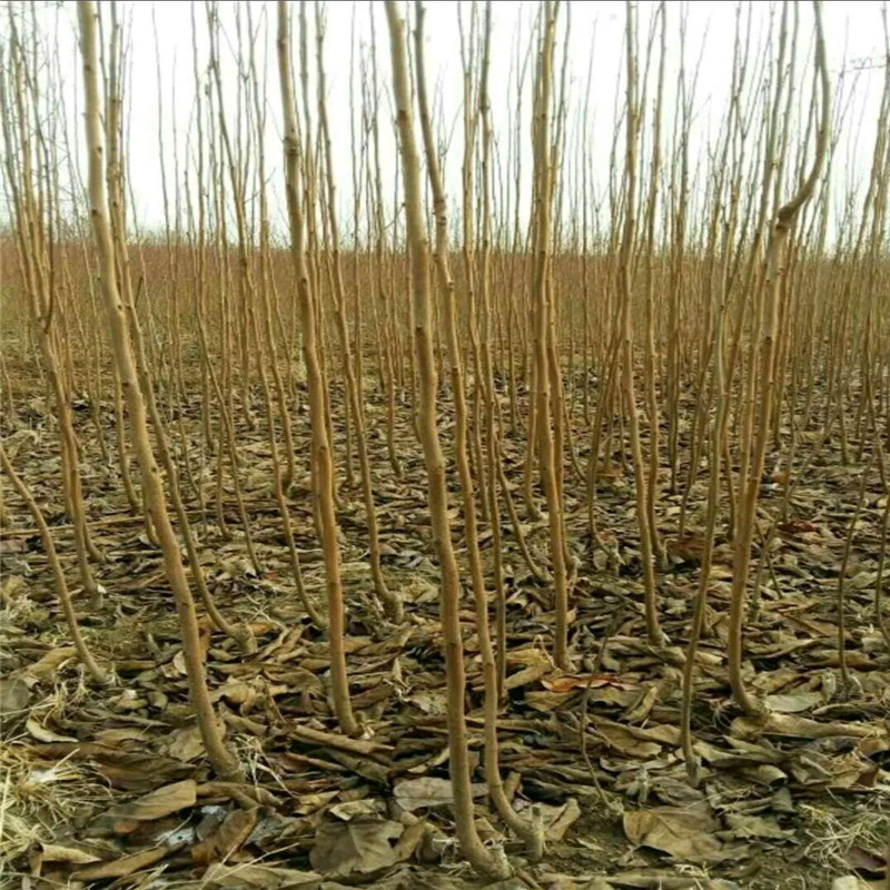 太秋甜柿适合山区种植什么时候种植  太秋甜柿种植季节