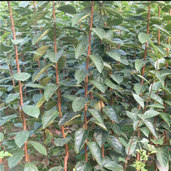 脆甜太秋柿子新品種栽培介紹大量批發(fā)規(guī)格太秋甜柿子苗