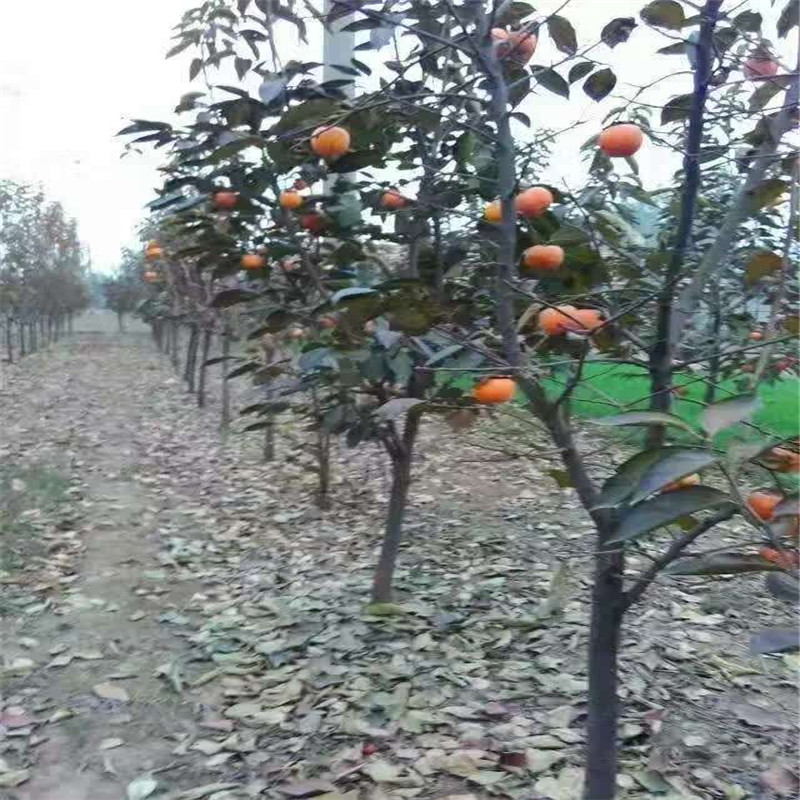 好吃的脆甜大秋柿子苗种植技术  大秋甜柿育苗种植主产区