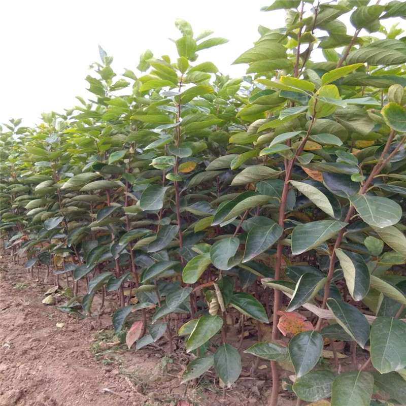 好吃的脆甜大秋柿子苗种植技术  大秋甜柿育苗种植主产区