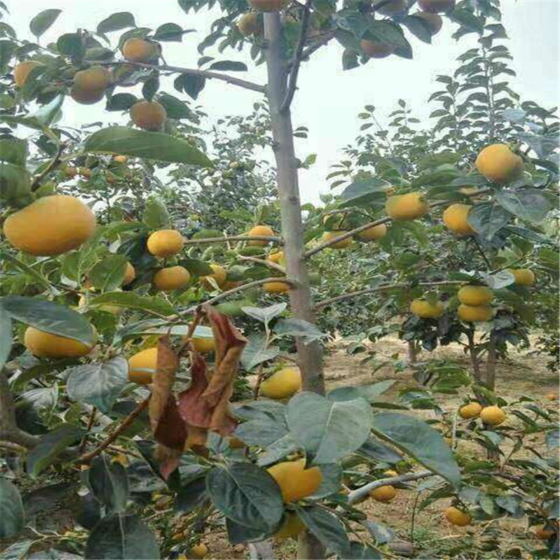 太秋甜柿适合山区种植什么时候种植  太秋甜柿种植季节