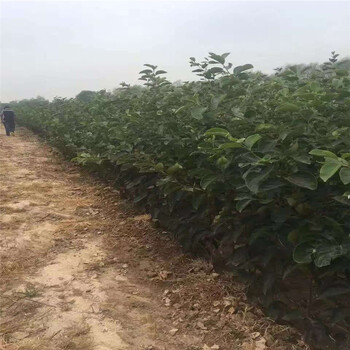 2019年太秋甜柿子苗批發(fā)多少錢一棵品種的太秋柿子苗基地