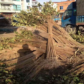 山东太秋甜柿子苗什么时候成熟太秋甜柿大型育苗场联系人电话