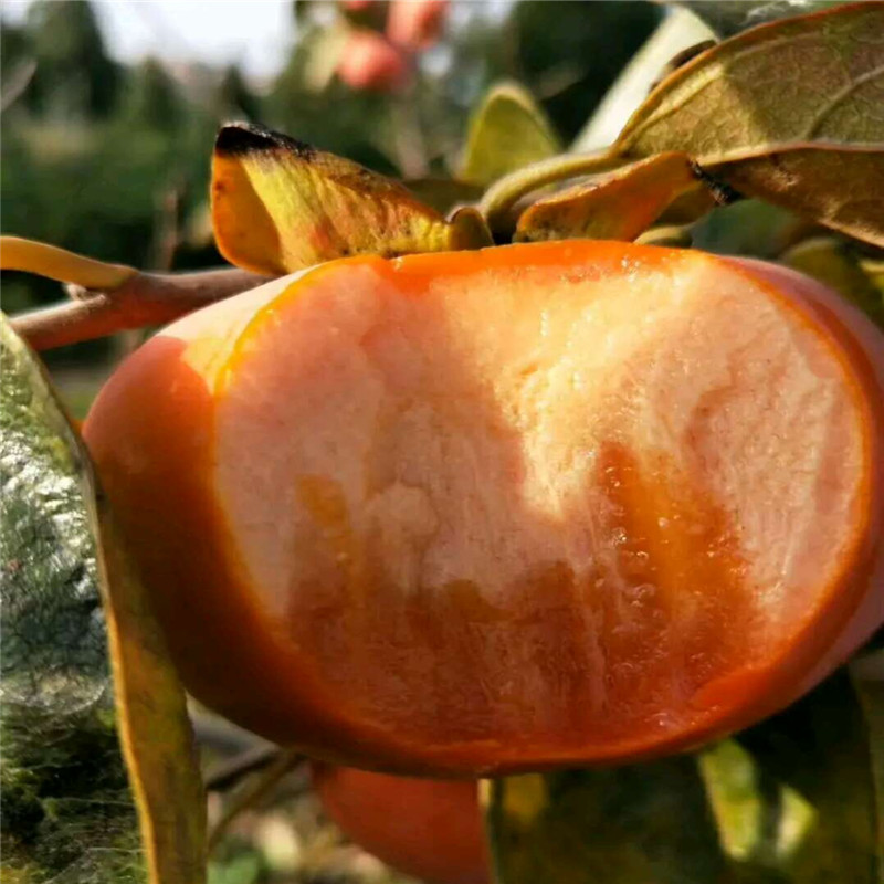 2020年太秋甜柿子苗种植技术  太秋甜柿2019年行情价格