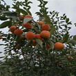 山东脆甜大秋柿子苗产品介绍大秋甜柿一亩地种植多少棵图片