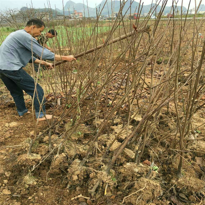 北集坡脆甜大秋柿子苗多少钱一根  育苗基地大秋柿子苗批发