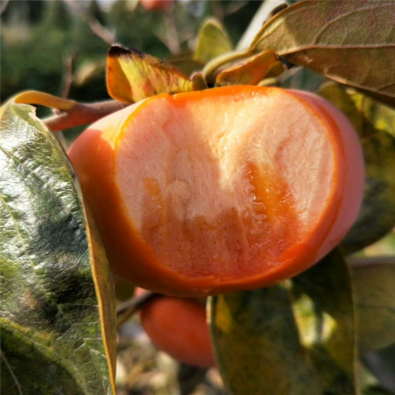 2020年大秋甜柿子苗嫁接成品苗  产地培育大秋甜柿子苗