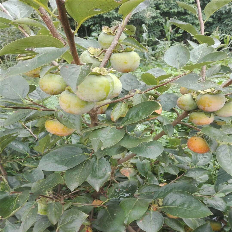 好吃的脆甜大秋柿子苗种植技术  大秋甜柿育苗种植主产区