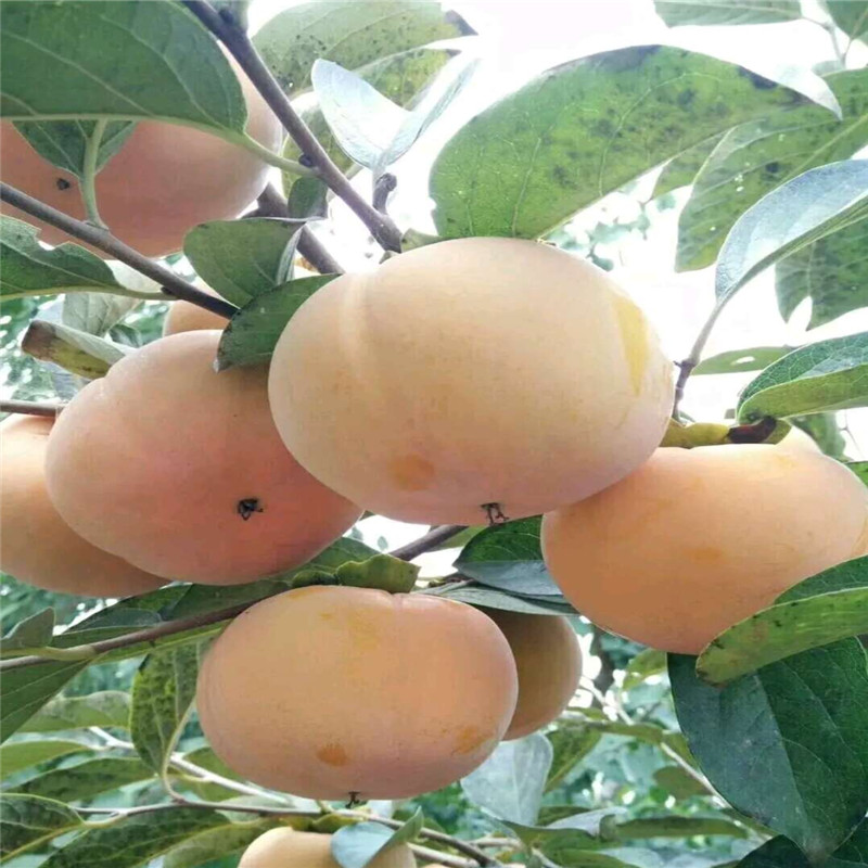 太秋甜柿子价格产品介绍  规格太秋柿子树苗