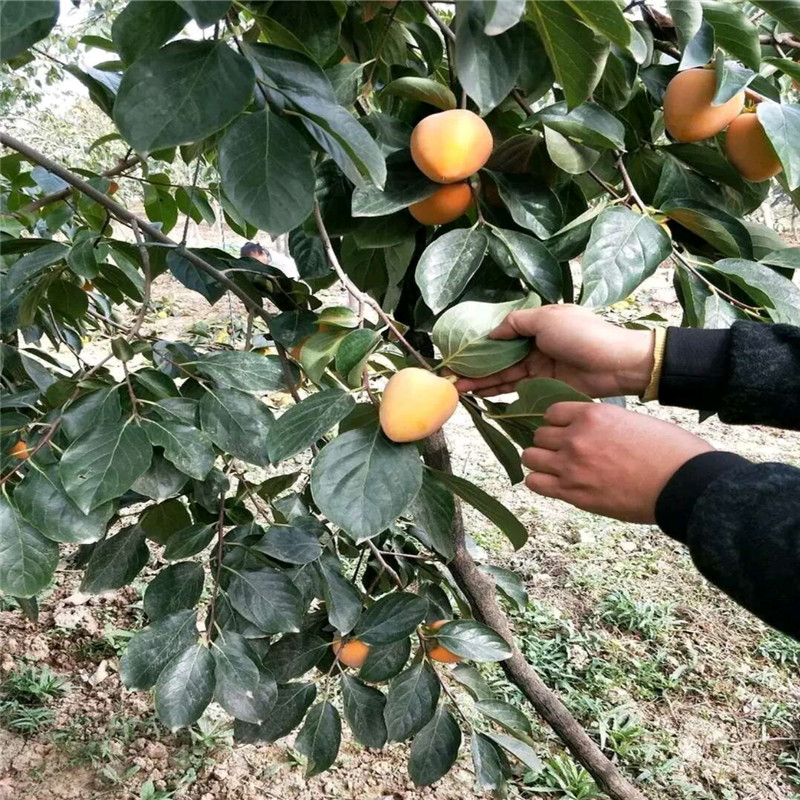 北集坡太秋甜柿子苗今年价格是多少  太秋甜柿嫁接成品苗