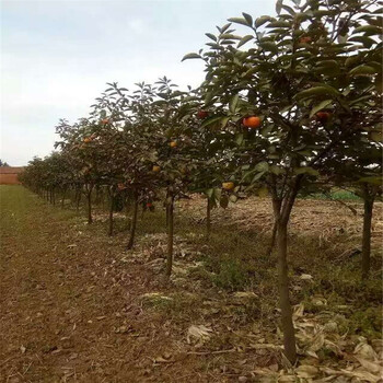 太秋甜柿适合山区种植什么时候种植品种的太秋柿子苗基地