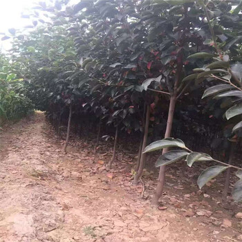 北集坡脆甜大秋柿子苗什么時(shí)候種植大秋甜柿大型育苗場(chǎng)聯(lián)系人電話