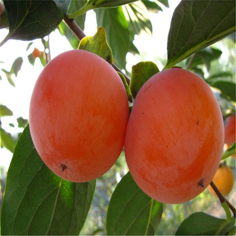 山东大秋甜柿子苗苗木粗壮  大秋甜柿种植季节