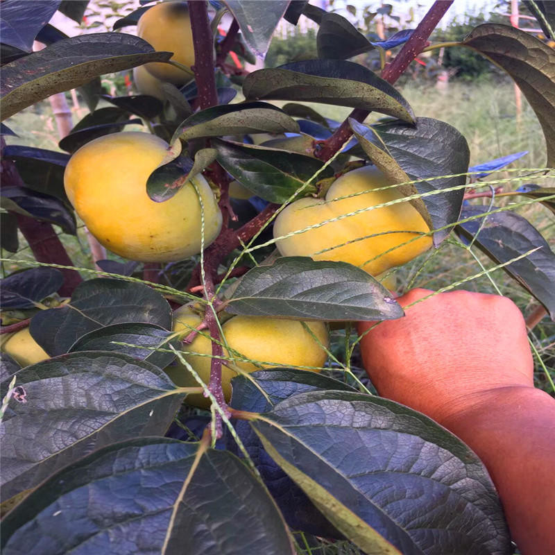 大秋甜柿子价格多少钱一株  根系发达的大秋甜柿子苗