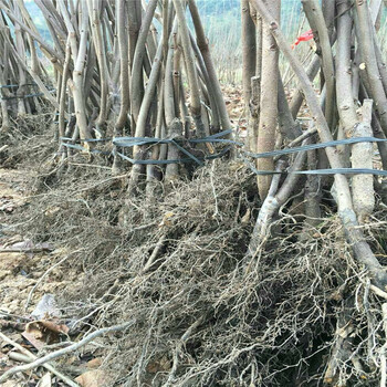 大秋甜柿适合山区种植多少钱一株山东大秋甜柿大型育苗基地