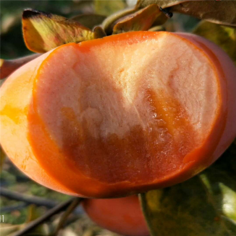 太秋甜柿子价格产品介绍  规格太秋柿子树苗