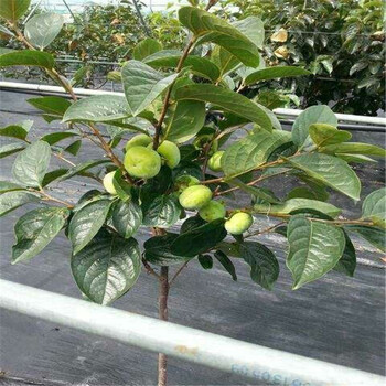 太秋甜柿適合山區(qū)種植什么時候種植太秋甜柿苗批發(fā)多少錢一株