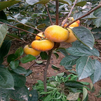 北集坡脆甜太秋柿子苗什么時候種植太秋甜柿規(guī)格的大型育苗場