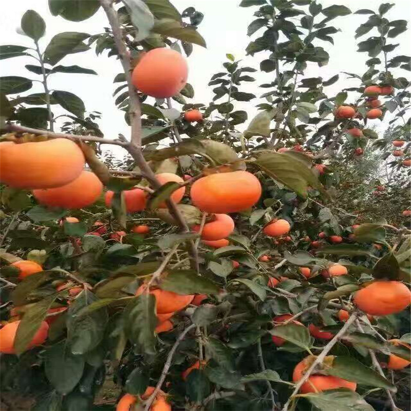 北集坡大秋甜柿子苗品種純度  大秋甜柿子苗今日真實(shí)報(bào)價(jià)